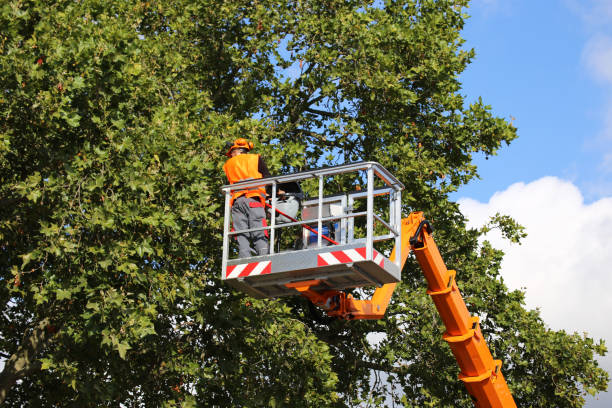 Alexander City, AL Tree Removal Company